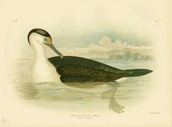 Cormoran pie, 1891